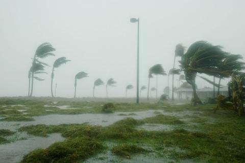 hurricane shot with trees blowing and flooding 